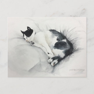Carte postale de chat