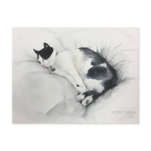 Carte postale de chat