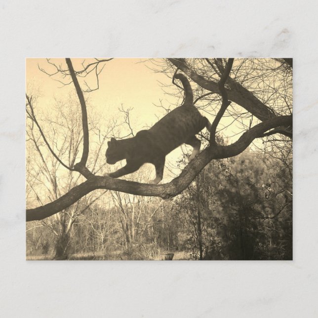 Carte postale de chat (Devant)