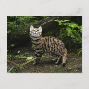 Carte postale de chat à pied noir