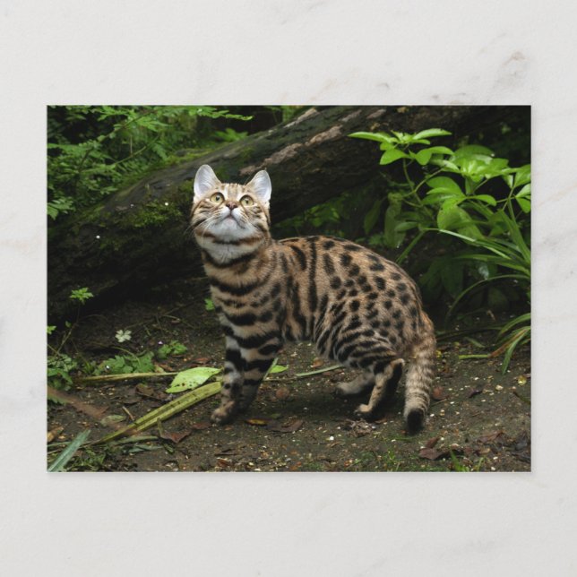 Carte postale de chat à pied noir (Devant)