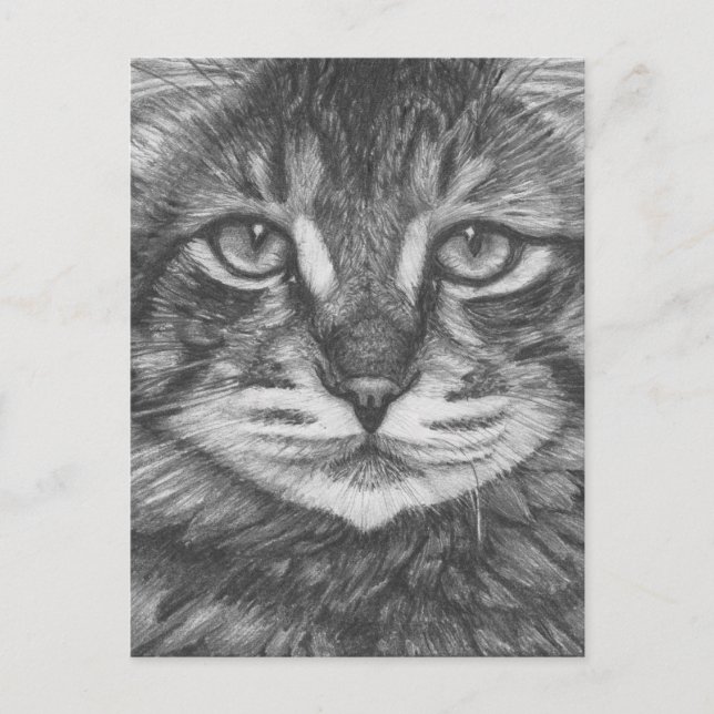 Carte postale de chat. Dessin au crayon (Devant)