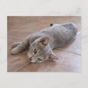 Carte postale de chat gris