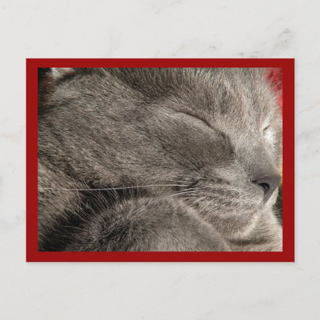 Carte postale de chat gris dormant (Devant)