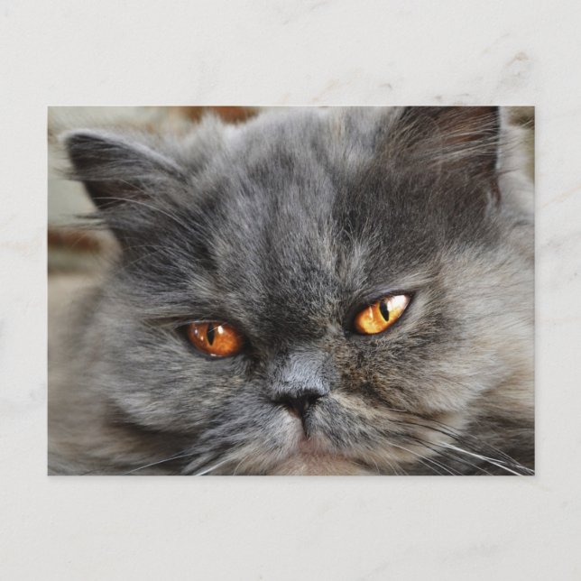 Carte postale de chat non perturbée (Devant)
