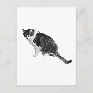 Carte postale de chat ombré partageant un calme am