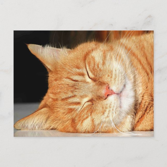 Carte postale de chat orange (Devant)