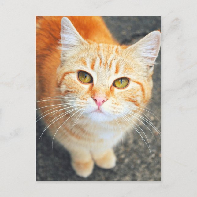 Carte postale de chat orange (Devant)