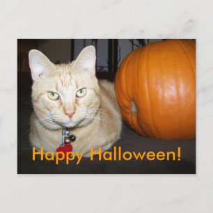 Carte postale de chat orange avec citrouille