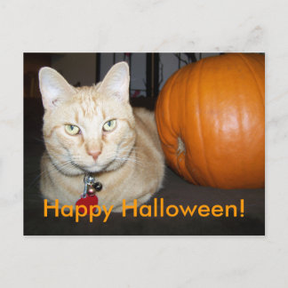 Carte postale de chat orange avec citrouille