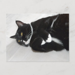 Carte postale de chat smoking paresseux