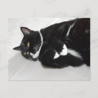 Carte postale de chat smoking paresseux