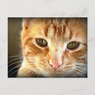 Carte postale de chat tabby jaune