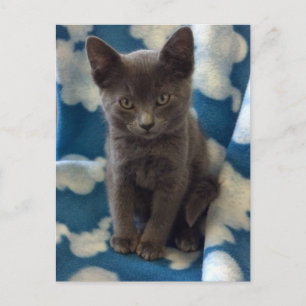 Carte postale de chaton gris