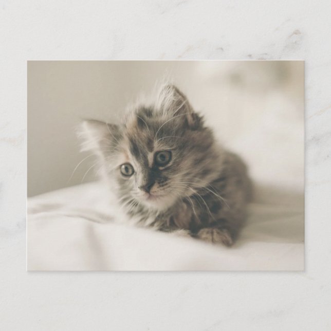 Carte postale de chaton mignon (Devant)