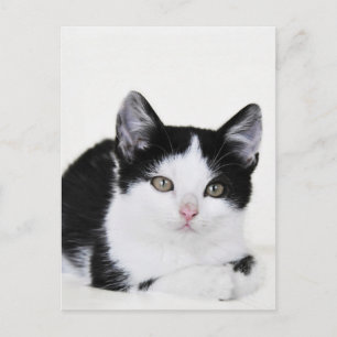 Carte postale de chaton pensif noir et blanc
