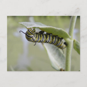 Carte postale de chenille à queue d'hirondelle jau