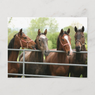 Carte postale de cheval