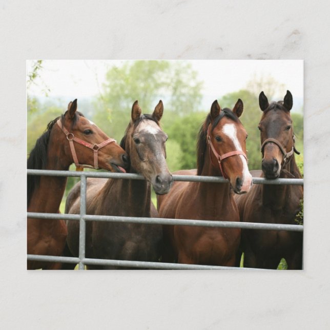 Carte postale de cheval (Devant)