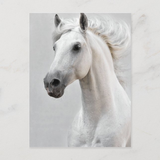 Carte postale de cheval (Devant)