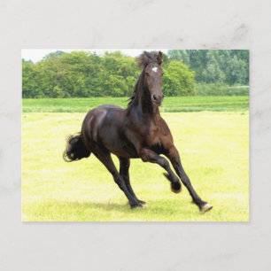 Carte postale de cheval à galop