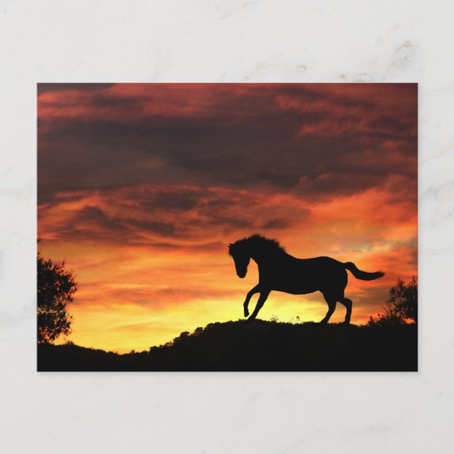 Carte postale de cheval amusant au coucher du sole (Devant)