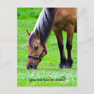 Carte postale de cheval de Fjord norvégien