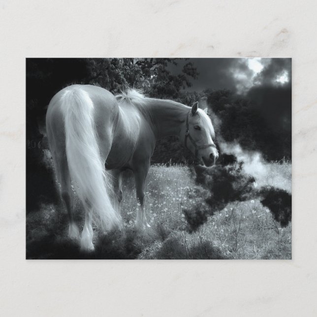 carte postale de cheval de nuit mystique (Devant)