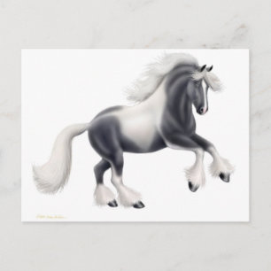Carte postale de cheval Gypsy Vanner