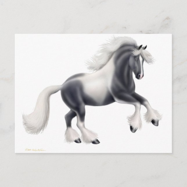 Carte postale de cheval Gypsy Vanner (Devant)