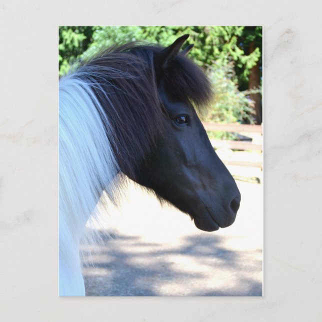 Carte postale de Cheval islandais, jolie peinture (Devant)