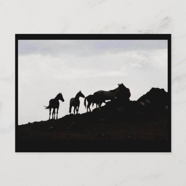 Carte postale de cheval sauvage (Devant)