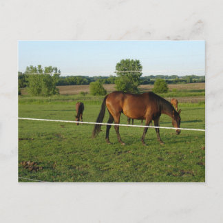 Carte postale de chevaux
