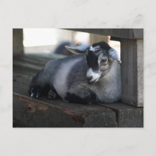 Carte postale de chèvre