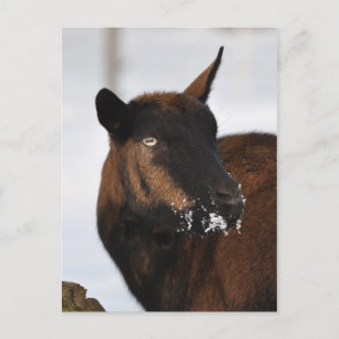 Carte postale de chèvre alpine française