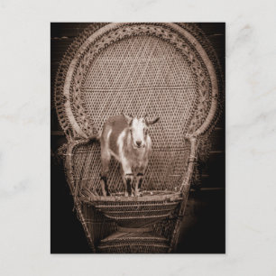 Carte postale de chèvre amusante
