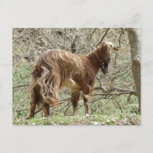 Carte postale de chèvre Brown