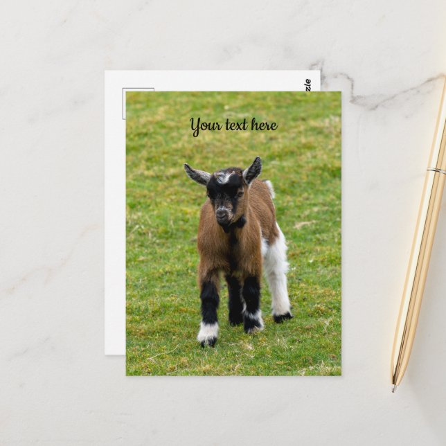 Carte postale de chevreau chèvre naine (Devant/Arrière en situation)