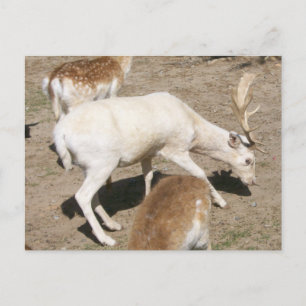 Carte postale de chevreuil albinos