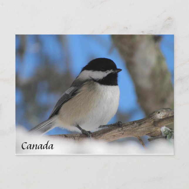 Carte postale de chickadee d'oiseau du Canada pers (Devant)