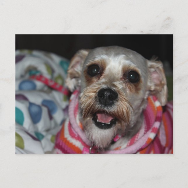 Carte postale de chien "Bayleigh" (Devant)
