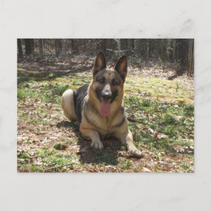 Carte postale de chien berger allemand