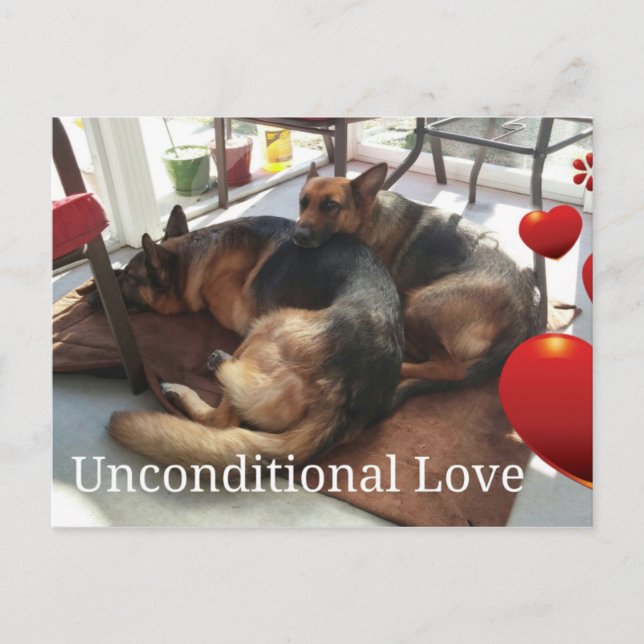 Carte postale de chien berger allemand (Devant)