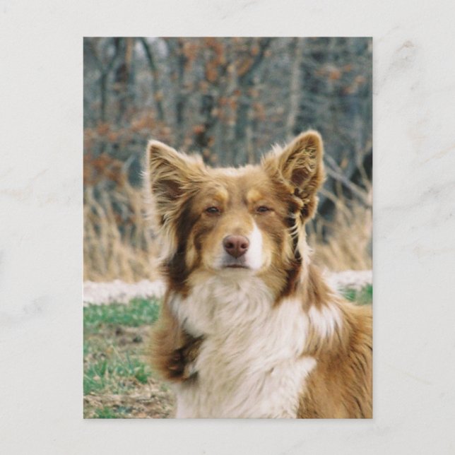 Carte postale de chien berger australien (Devant)