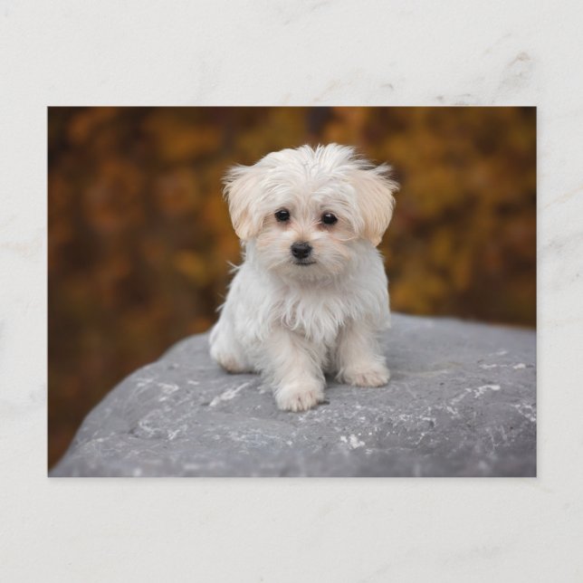 Carte postale de chien blanc mignon (Devant)