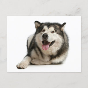 Carte postale de chien chiot malamué de l'Alaska