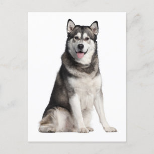 Carte postale de chien chiot malamué de l'Alaska