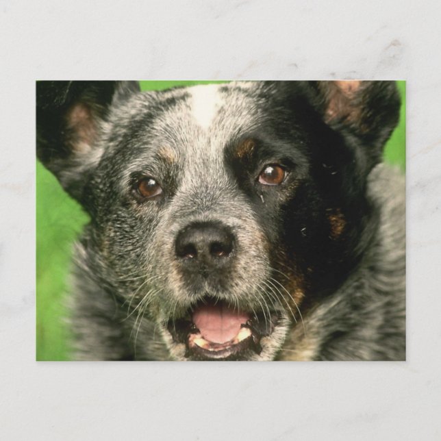 Carte postale de chien de bétail australien (Devant)