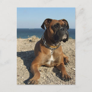 Carte postale de chien de boîte mignonne