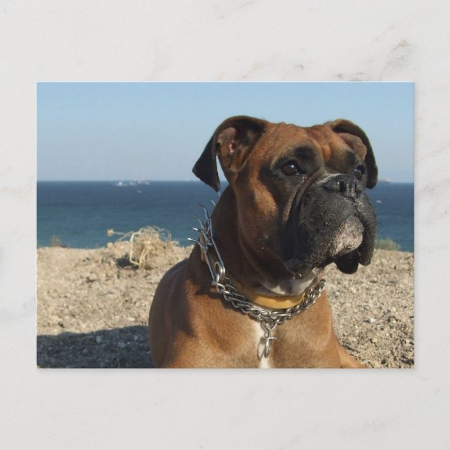 Carte postale de chien de boîte mignonne (Devant)